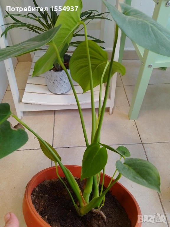 Филадендрон 60 см в саксия, снимка 1