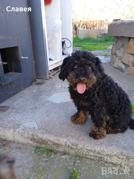 Мини пудел мъжки , снимка 1