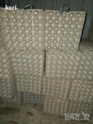 Продавам кори за яйца , снимка 13 - Кокошки и пуйки - 28068248