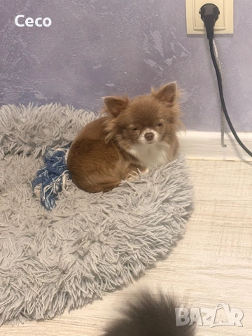 Чихуахуа lilac , снимка 2 - Чихуахуа - 53479235