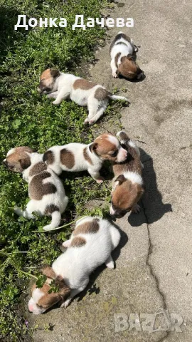 Малки кученца Джак Ръсел , снимка 1