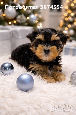 Йоркширски териер момиче