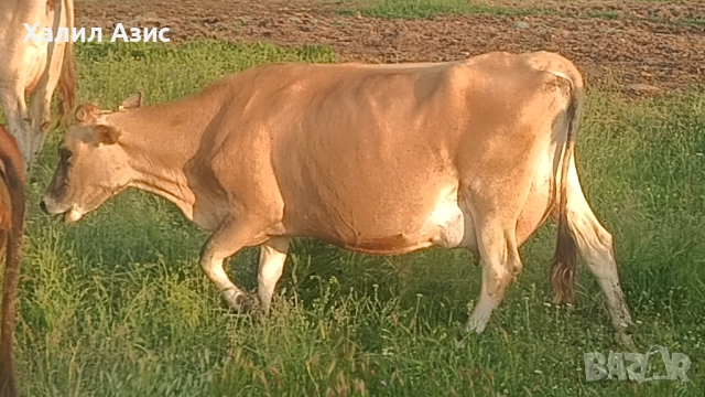 Продавам стадо крави джарсей. 34 броя редовни дойни. Повечето са бременни 7-ми месец., снимка 15 - Крави - 52032985