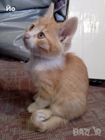 Мъжки котенца търсят своя постоянен дом, снимка 3 - Други - 51947420