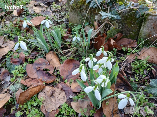 Имот за екотуризъм в Отец Паисиево, снимка 6 - Къщи - 53399766