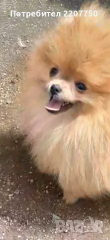 Продавам померан , снимка 1