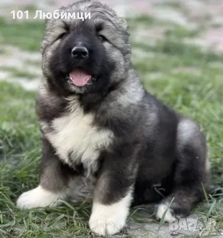 Кавказки овчарки , снимка 2 - Кавказка овчарка - 47449271