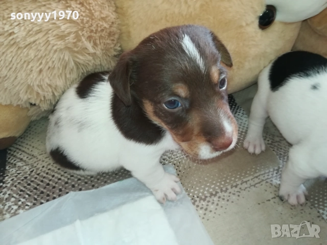 ДЖАК РЪСЕЛ-250ЛВ ЗА КУТРЕ 2409251049, снимка 8 - Джак ръсел териер - 51817566