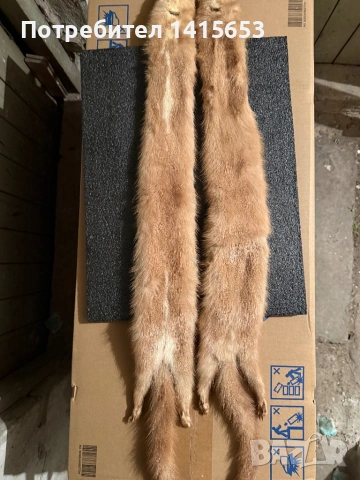 Продавам препарирана невестулка, снимка 6 - Антикварни и старинни предмети - 53307881