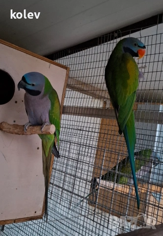 Папагали Китайски Александър/ двойка