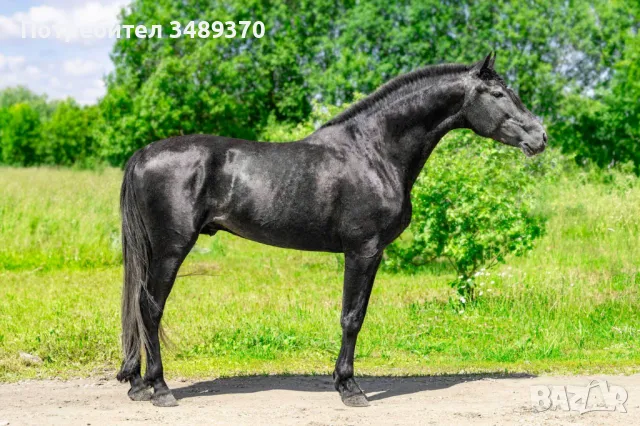 Търся съмишленици,съкооператори,акционери,инвеститори за създаване на промишлена ферма , снимка 8 - Продажба или споделяне на готов бизнес - 49588048