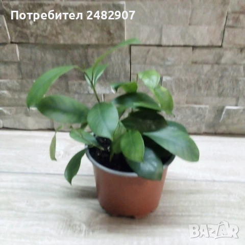 Фикус "Женшен" , снимка 4 - Стайни растения - 51303755