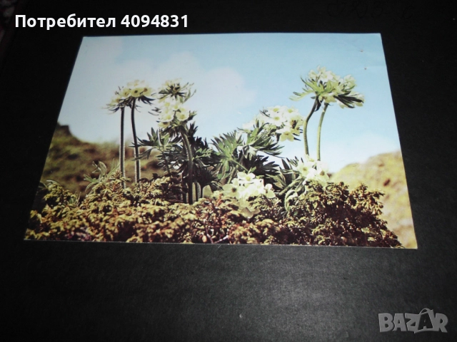 Стари албуми 2бр. с Пощенски картички / Цветя, снимка 8 - Колекции - 52099682