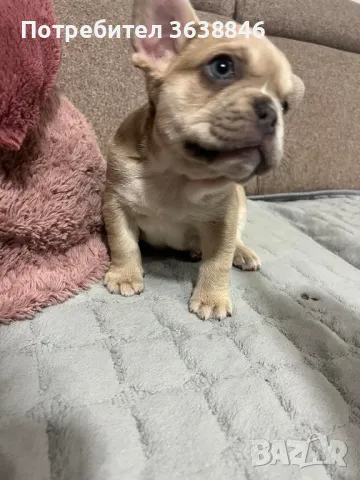 френски булдог, снимка 1