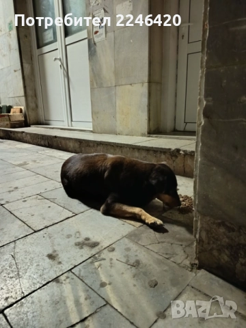 Бубка търси дом! , снимка 4 - Други - 52928376