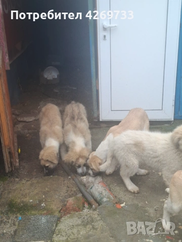 Куче порода Алабай, снимка 6 - Алабай - 53398665