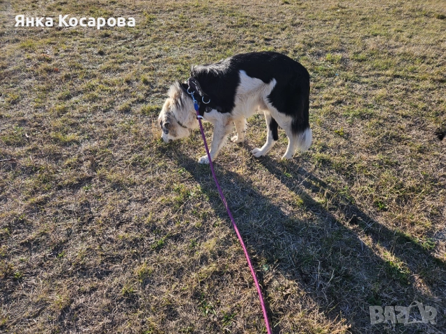 Младо куче търси своя дом!, снимка 9 - Други - 52008103