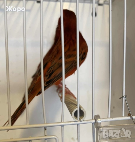 Продавам чифт , снимка 11 - Канари - 52343879