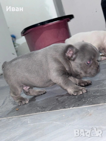 Френски булдог , снимка 3 - Френски булдог - 53140232