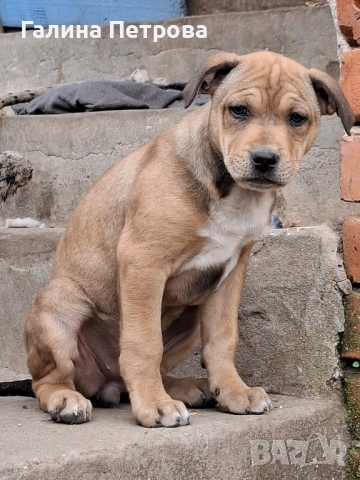 Кой ще се отзове?, снимка 6 - Питбул - 52484104