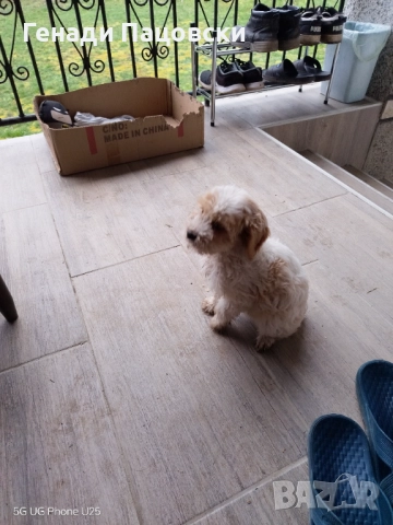 Продавам Лагото Романьоло на три месеца женско, снимка 2 - Други - 52895764