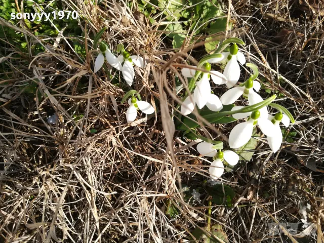 ЛОТ ЛУКОВИЦИ С КОКИЧЕТА В САКСИЯ 0202251645, снимка 10 - Градински цветя и растения - 48931567