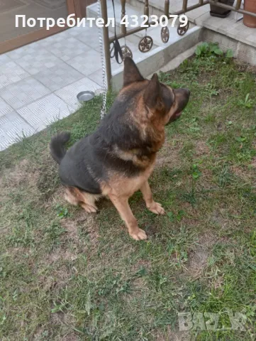 Немска овчарка само сега побързайте , снимка 8 - Немска овчарка - 49133399