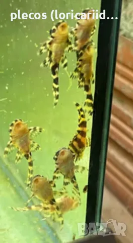 HYPANCISTRUS L333, снимка 1