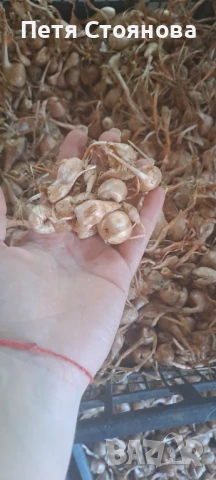 Шафранови луковици, снимка 6 - Домашни продукти - 50898714