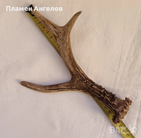 Трофей-рога от сръндак, снимка 7 - Декорация за дома - 52260402