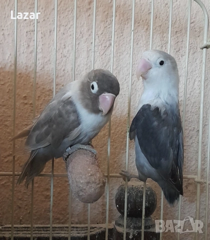 Продавам Неразделки, снимка 2 - Папагали - 53590152