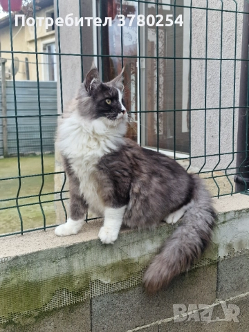 Мейн Кун , снимка 9 - Мейн кун - 52314032