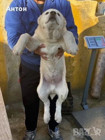 Алабай (Средно Азиатска овчарка), снимка 3 - Алабай - 52940508