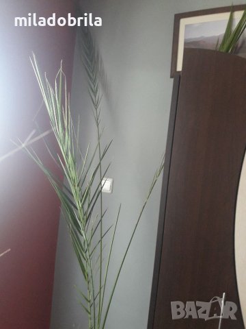 Финикови палми, снимка 4 - Стайни растения - 36768284