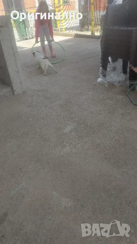 Джак ръсел 05.12.2024г , снимка 6 - Джак ръсел териер - 49945036