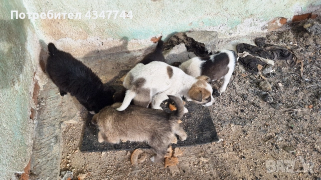 Подаряват се 6 малки кученца. , снимка 4 - Други - 53070675