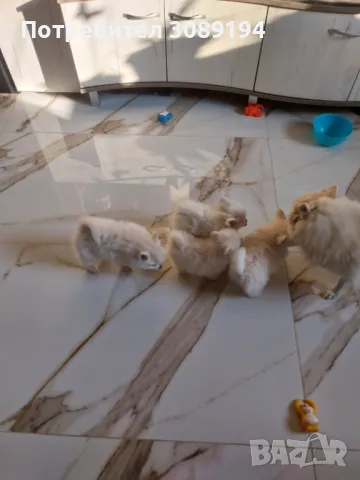 Мини шпиц-померан, снимка 2 - Померан - 47946390