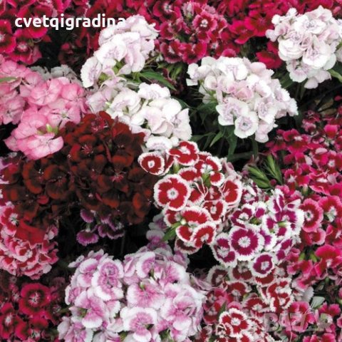 Dianthus barbatus mix (Брадат карамфил)