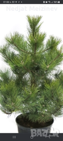 Бор- бял и черен фиданки