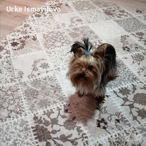 йоркширски териер , снимка 13 - Йоркширски териер - 53534471