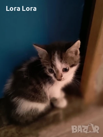 Нефертити,Нанси и Наира търсят спешно дом, снимка 1