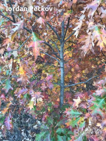 Американски червен дъб, снимка 3 - Градински цветя и растения - 39868138