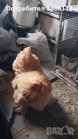 Продавам оплодени яйца , снимка 6 - Кокошки и пуйки - 39593851