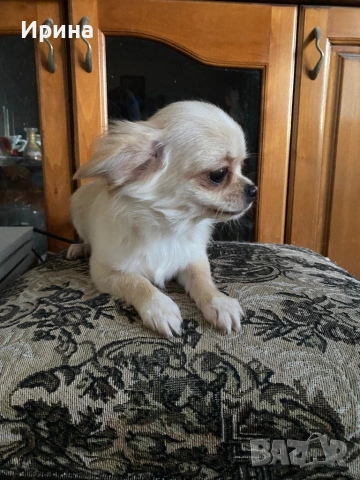 Чихуахуа  дългокосмести, снимка 4 - Чихуахуа - 52664011