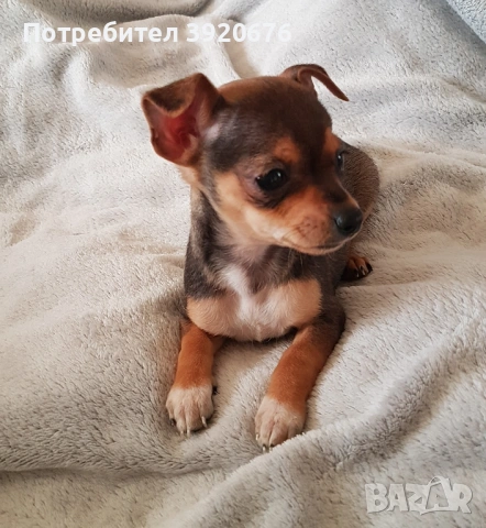 Пинчер - Чихуахуа, снимка 5 - Чихуахуа - 52921291