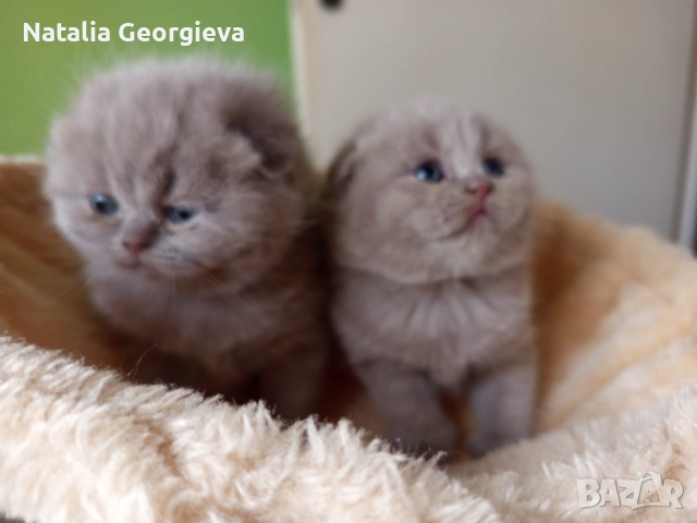 Британски котенца , снимка 3 - Британска късокосместа - 52672572