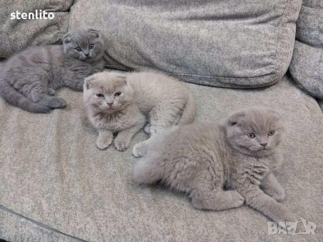 Шотландски клепоухи бебета , снимка 17 - Британска късокосместа - 24994547