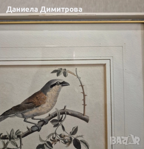 Три рамкирани принта с красиви птици, снимка 11 - Картини - 52466840