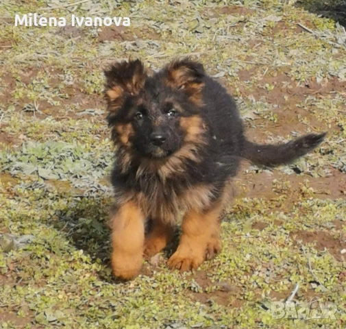 Немски овчарки от легитимен развъдник , снимка 8 - Немска овчарка - 53035640