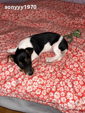 бебе ДЖАК 0612251321, снимка 5 - Джак ръсел териер - 52670332